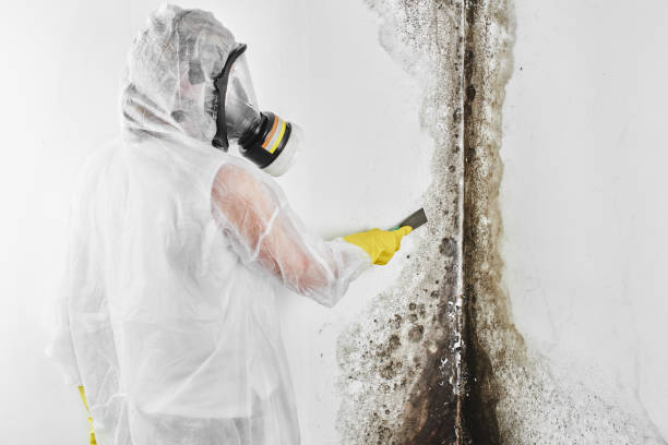 Best Bathroom Mold Remediation in Morganton, NC