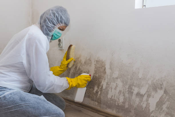 Best HVAC Mold Remediation in Morganton, NC