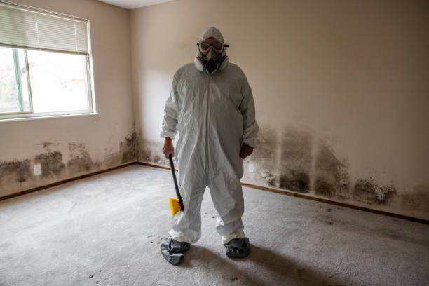 Best DIY Mold Remediation Support Services in Morganton, NC