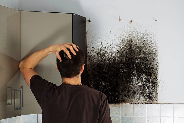 Best Localized Mold Remediation (e.g., coastal areas, humid climates) in Morganton, NC
