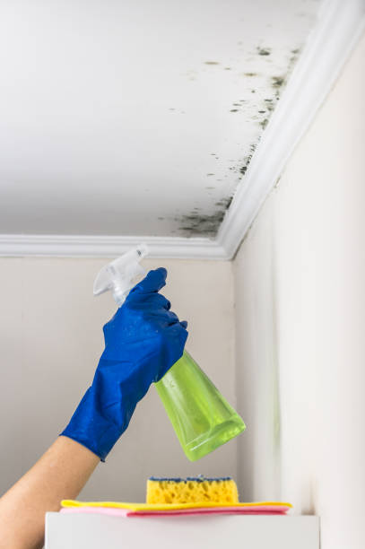 Best Mold Remediation for Schools in Morganton, NC